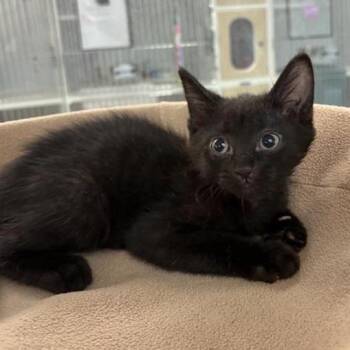 Ribeye -  Domestic Short Hair Cat for Adoption in Phoenix, Arizona - Ribeye | PetCurious