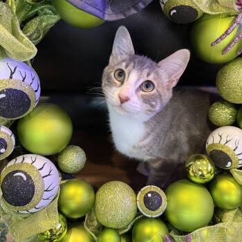 Monster -  Domestic Short Hair Cat for Adoption in Port Jefferson Station, New York - Monster | PetCurious