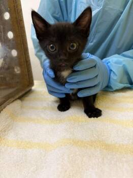 Sal -  Domestic Short Hair Cat for Adoption in Raleigh, North Carolina - Sal | PetCurious