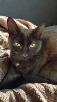 Rescue Domestic Short Hair Cats for Adoption in Dayton, Ohio - Chleopatra | PetCurious
