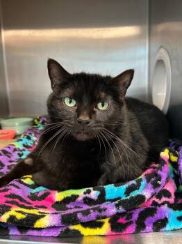 Domestic Short Hair Cats Available for Adoption - Drayko | PetCurious