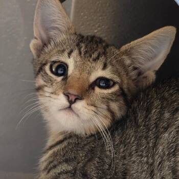 Levi -  Domestic Short Hair Cat for Adoption in Las Cruces, New Mexico - Levi | PetCurious