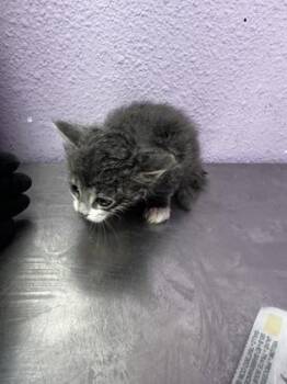 61628467 -  Domestic Long Hair Cat for Adoption in El Paso, Texas - 61628467 | PetCurious