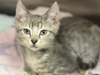 Bacon -  Domestic Short Hair Cat for Adoption in Portland, Oregon - Bacon | PetCurious