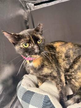 SIENNA -  Domestic Short Hair Cat for Adoption in Grovetown, Georgia - SIENNA | PetCurious