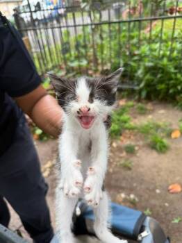 Domestic Short Hair Cats Available for Adoption in Dallas, Texas - BJ | PetCurious