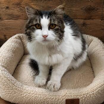 Beretta -  Domestic Long Hair Cat for Adoption in Amery, Wisconsin - Beretta | PetCurious