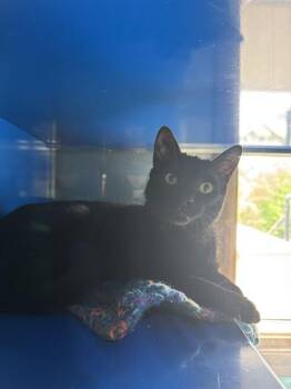 Domestic Short Hair Cats Available for Adoption in Westminster, Maryland - MOCHA | PetCurious
