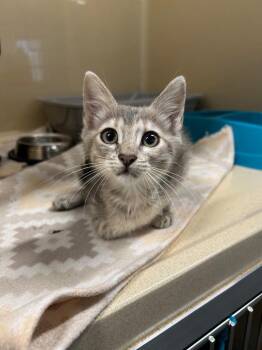Smudge -  Domestic Short Hair Cat for Adoption in Gautier, Mississippi - Smudge | PetCurious