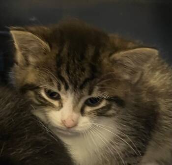 Nip -  Domestic Medium Hair Cat Available for Adoption in Saginaw, Michigan - Nip | PetCurious