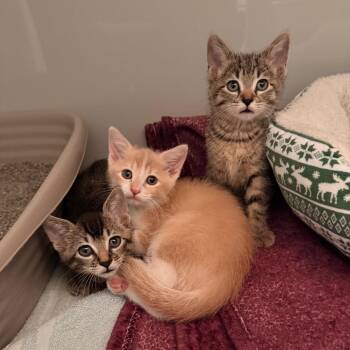 Warren -  Domestic Short Hair Cat for Adoption in Saint Charles, Missouri - Warren | PetCurious