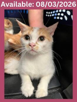 Cat Condo #17 -  Domestic Short Hair Cat for Adoption in Greenville, Texas - Cat Condo #17 | PetCurious