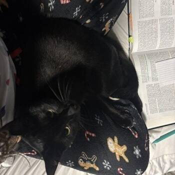 Maui -  Domestic Short Hair Cat for Adoption in Tampa, Florida - Maui | PetCurious