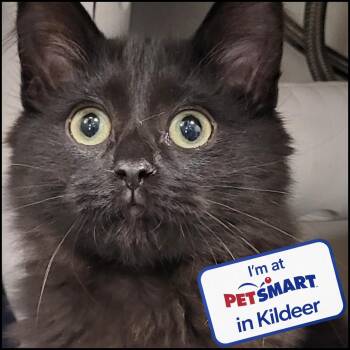 Ragu -  Domestic Long Hair Cat for Adoption in Grayslake, Illinois - Ragu | PetCurious