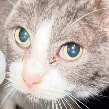 Domestic Short Hair Cats Available for Adoption in Leander, Texas - Bijou | PetCurious