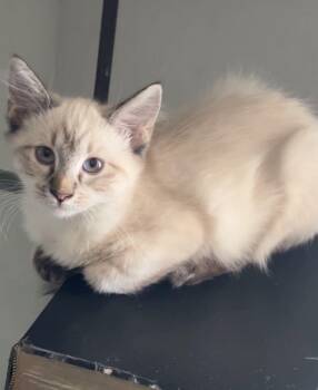 Diamond -  Siamese Cat for Adoption in Scottsdale, Arizona - Diamond | PetCurious