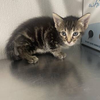 Ozai -  Domestic Short Hair Cat for Adoption in Tampa, Florida - Ozai | PetCurious