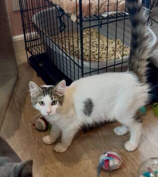 Greta -  Domestic Long Hair Cat for Adoption in Gardena, California - Greta | PetCurious