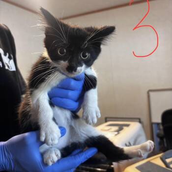 Captain Spaulding -  Domestic Medium Hair Cat for Adoption in Belleville, Illinois - Captain Spaulding | PetCurious