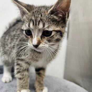 Domestic Short Hair Cats Available for Adoption in Grantsville, Utah - Bashful | PetCurious