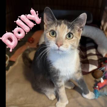 Dolly -  Domestic Short Hair Cat for Adoption in Little Falls, New York - Dolly | PetCurious