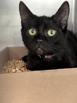AMY -  Domestic Short Hair Cat for Adoption in Long Beach, California - AMY | PetCurious