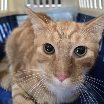 AHNJ-Stray-122209 -  Domestic Short Hair Cat for Adoption in Newark, New Jersey - AHNJ-Stray-122209 | PetCurious