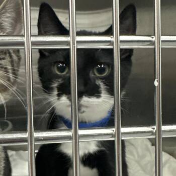 SpongeBob -  Domestic Short Hair Cat for Adoption in Montgomery, Alabama - SpongeBob | PetCurious