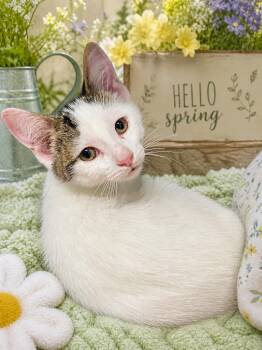 Domestic Short Hair Cats Available for Adoption in Belleville, Michigan - Deadpool | PetCurious