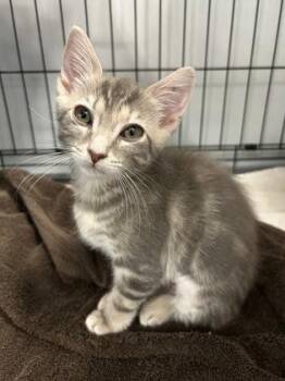 06575B Aurora -  Domestic Short Hair Cat Available for Adoption in North Charleston, South Carolina - 06575B Aurora | PetCurious