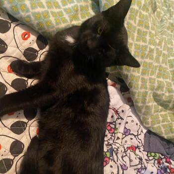 Domestic Short Hair Cats Available for Adoption in Bentonville, Arkansas - Cricket | PetCurious