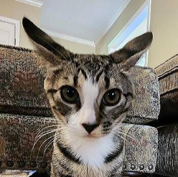 White Paws -  Domestic Short Hair Cat for Adoption in Lafayette, Louisiana - White Paws | PetCurious