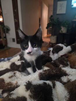 Jerry -  Domestic Short Hair Cat for Adoption in West Mifflin, Pennsylvania - Jerry | PetCurious