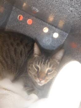 Domestic Short Hair Cats Available for Adoption in San Jose, California - OPIE | PetCurious