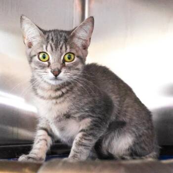 Domestic Short Hair Cats Available for Adoption in Wilmington, Delaware - Mindy (bonded With Mork) | PetCurious
