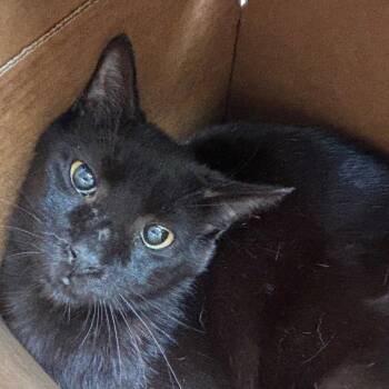 Domestic Short Hair Cats Available for Adoption in Dallas, Texas - Rebel | PetCurious