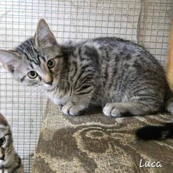 Luca -  Domestic Short Hair Cat for Adoption in Madison, Wisconsin - Luca | PetCurious