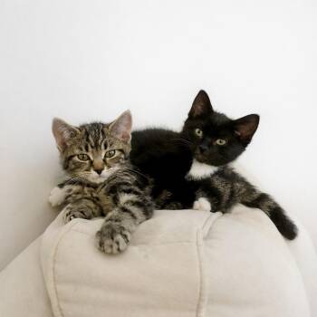 Mack & Milo -  Tabby and Tuxedo Cat for Adoption in Bethel, Connecticut - Mack & Milo | PetCurious