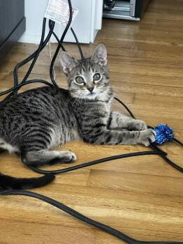 Rescue Domestic Short Hair Cats for Adoption in Miami, Oklahoma - Gargamel | PetCurious