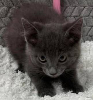 T-Bo -  Domestic Short Hair Cat for Adoption in Lampasas, Texas - T-Bo | PetCurious