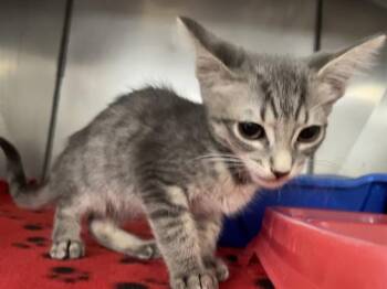 WINGSTOP -  Domestic Short Hair Cat for Adoption in Killeen, Texas - WINGSTOP | PetCurious