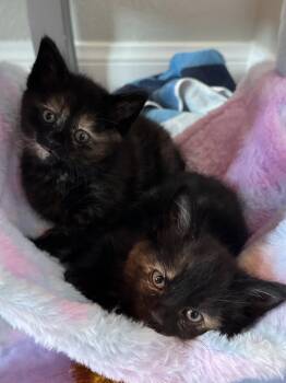 Shadow -  Domestic Short Hair and Tortoiseshell Cat for Adoption in Glendale, Arizona - Shadow | PetCurious