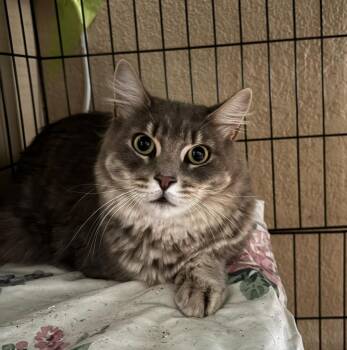 Cinder -  Domestic Medium Hair Cat for Adoption in Statesboro, Georgia - Cinder | PetCurious