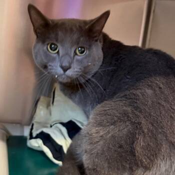 Thomas -  Domestic Short Hair Cat for Adoption - Thomas | PetCurious