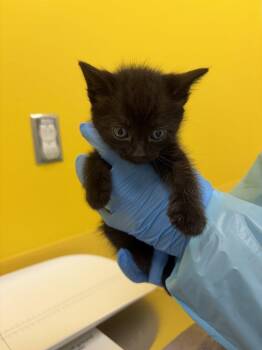 Princess Kaguya -  Domestic Medium Hair Cat for Adoption in Raleigh, North Carolina - Princess Kaguya | PetCurious