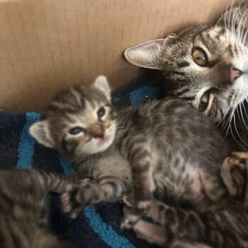 Domestic Short Hair Cats Available for Adoption in Austin, Texas - Imogen Cardulo 3 | PetCurious