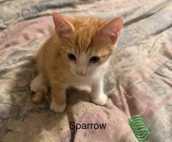 Domestic Short Hair Cats Available for Adoption in Safety Harbor, Florida - Sparrow | PetCurious