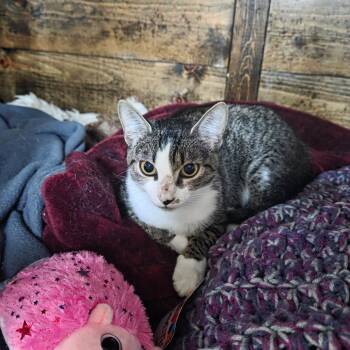 Fern C12187 -  Domestic Short Hair Cat for Adoption - Fern C12187 | PetCurious