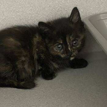 Squirrel -  Domestic Short Hair Cat for Adoption in Priest River, Idaho - Squirrel | PetCurious