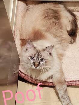 Himalayan Cats Available for Adoption in Monrovia, California - Poof | PetCurious